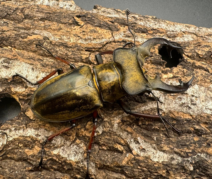 【WD】《セリケウスミヤマ原名亜種 68mm ペア》