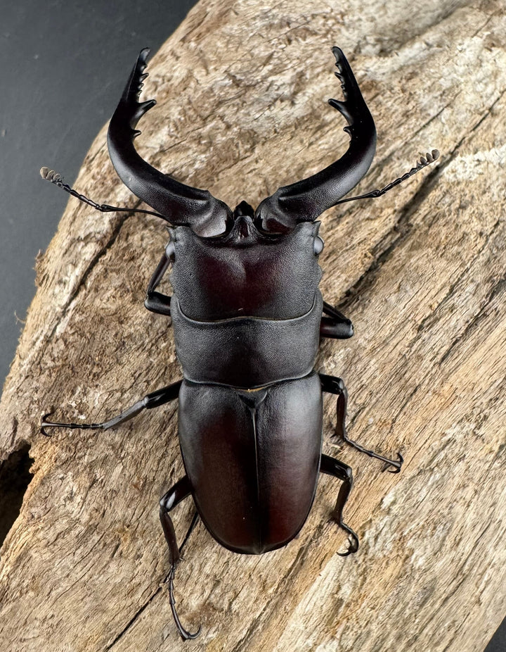 【WD】《ノコギリクワガタ 壱岐産 67mm ペア》