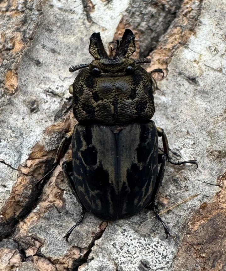 《ムナコブクワガタ ♂♀♀トリオ》