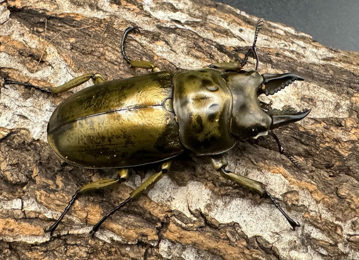 【F0】《ローゼンベルグオウゴンオニ 52mm ♂単》
