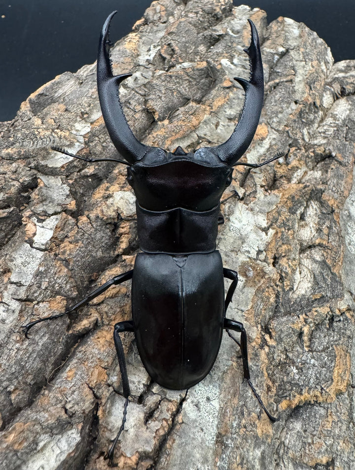 【WD】《マンディブラリスフタマタ 98mm A’品ペア》