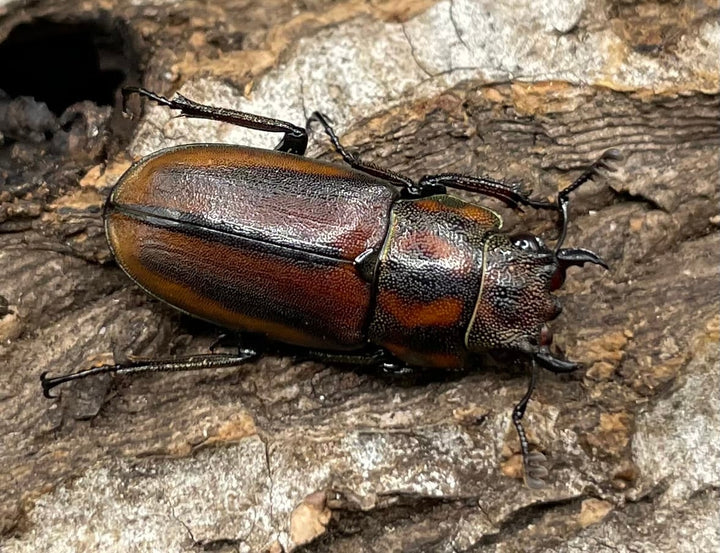 【WD】《ズベールホソアカ 51.5mm A’品ペア》