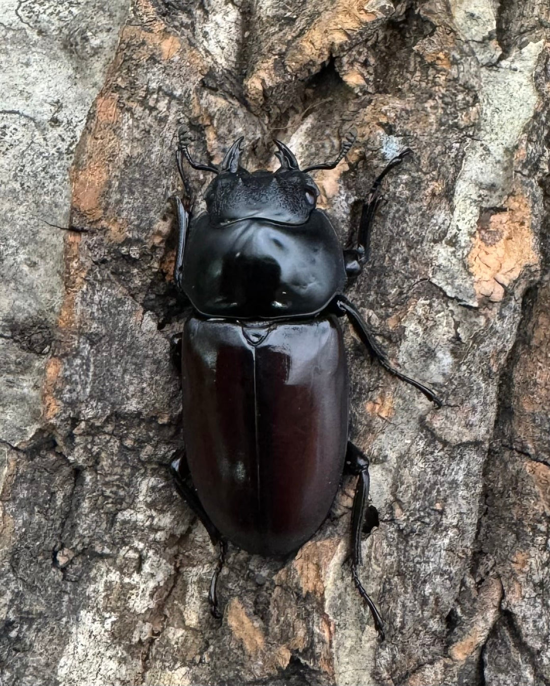 《アローコクワ亜種リエン 74mm ♂♀♀トリオ》