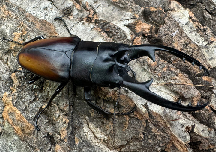 即ブリ《レニノコギリ 紋あり 68.8mm ♂単》