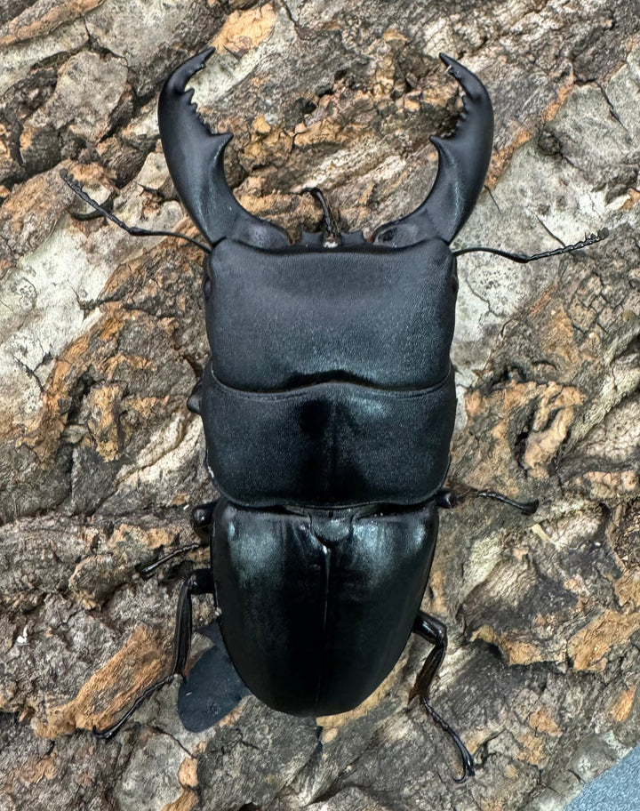 【WD】《東ペレンヒラタクワガタ 86mm ペア》