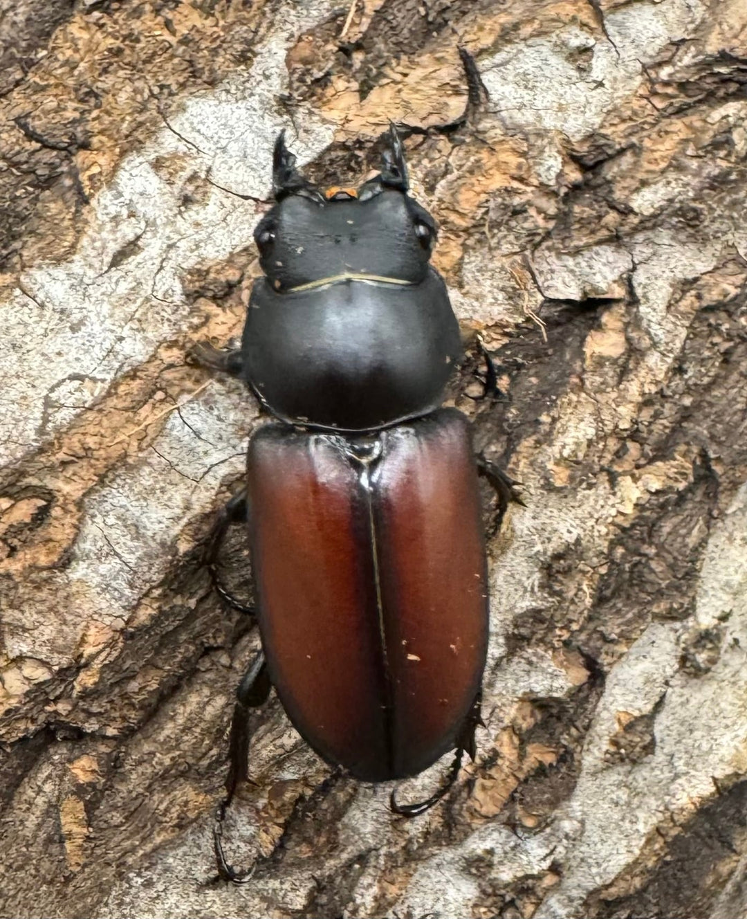 【WD】《マクレイコクワ 45mm ♂♀♀トリオ》