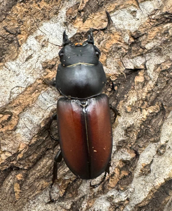 【WD】《マクレイコクワ 45mm ♂♀♀トリオ》