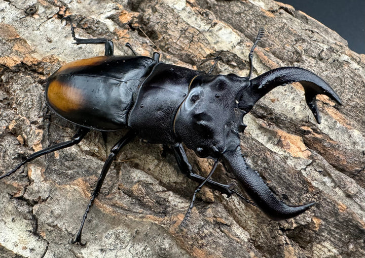 【WD】《セアカフタマタ（パリーフタマタ） 75mm A’品ペア》