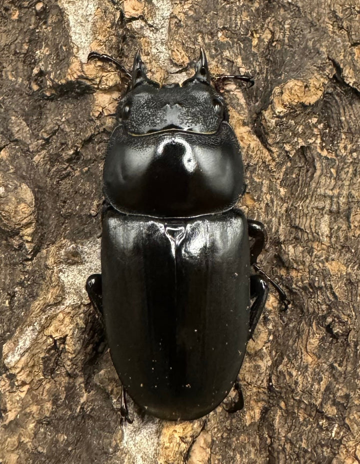 《ドンキエルコクワ亜種ハンプイ（黒ドンキ） 39ｍｍ ♀単》