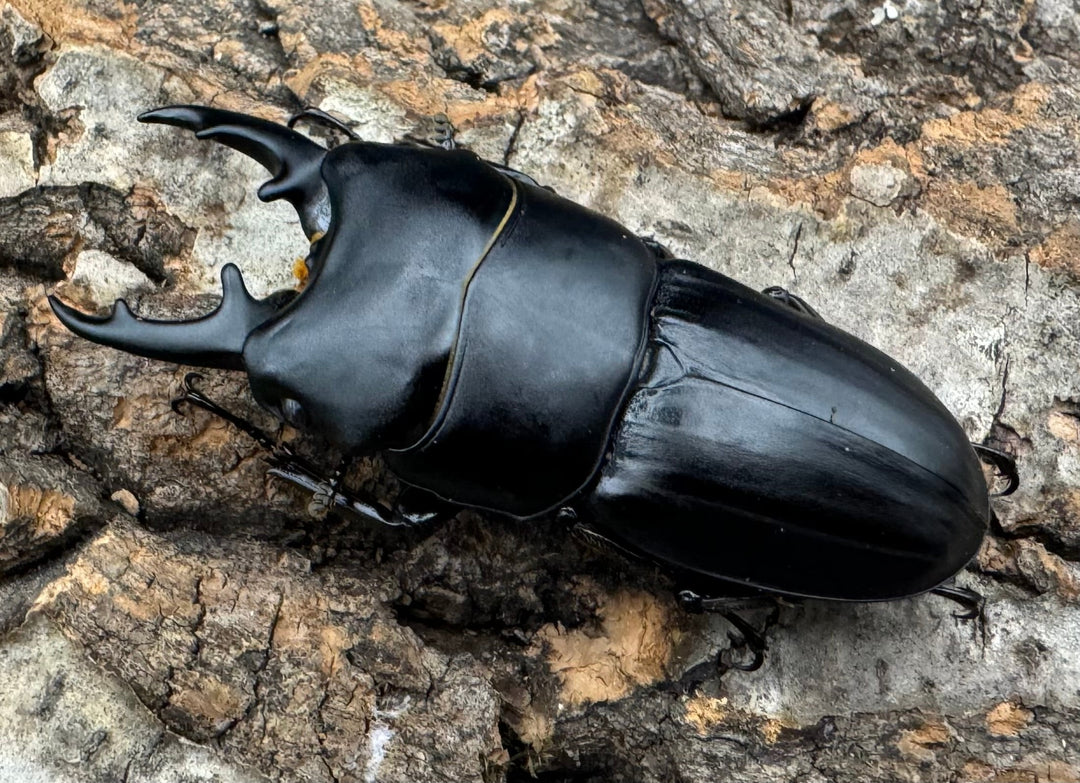 【WF2】《ハンスヒラタ 55mm ペア》