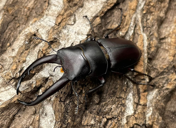 【WD】《グラキリスノコギリヒラタクワガタ 47.5mm ペア》