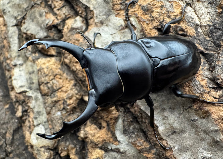 【WD】《セメノウコクワ 会東産 48mm ペア》