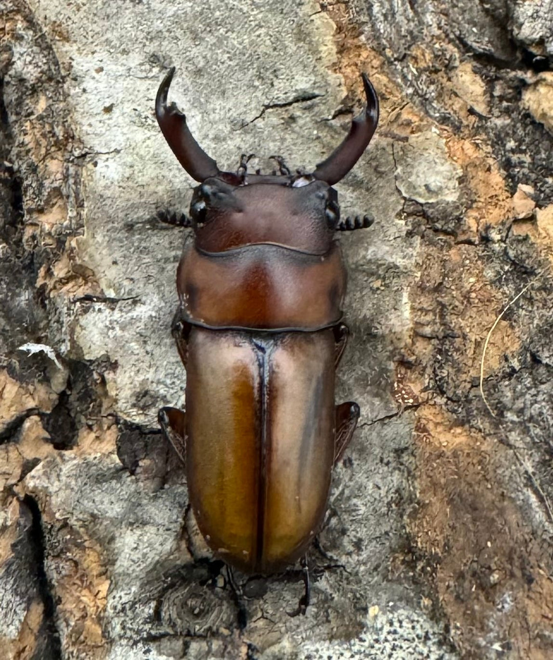 【WD】レア種《エレガントゥルスコクワ亜種akaishii 22.5mm ♂単》