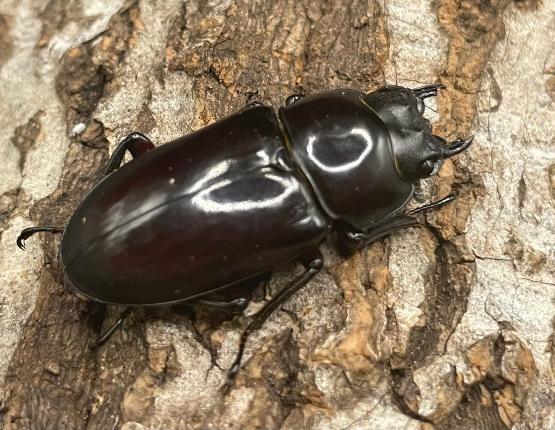 【WD】貴重産地《ハイチュヌスコクワ 33mm ♀単》