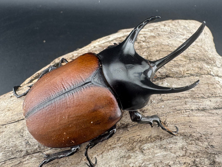 【WD】《サンボンヅノカブト 62mm ペア》