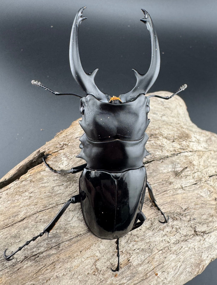 【WD】《インターメディアツヤクワガタ パラワン産 92mm ペア》