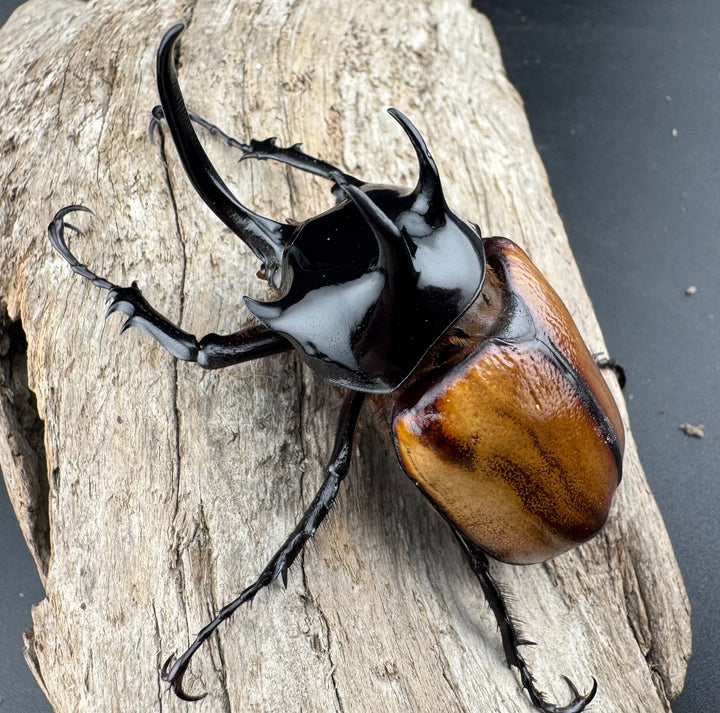 【F0】《スキットゴホンツノカブト 75mm ペア》