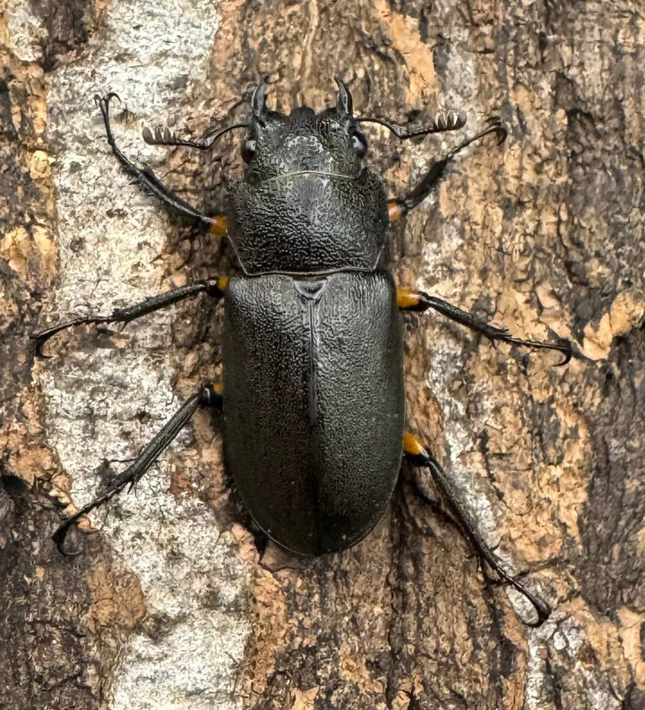 【WD】《エラフスホソアカクワガタ 94mm ペア》