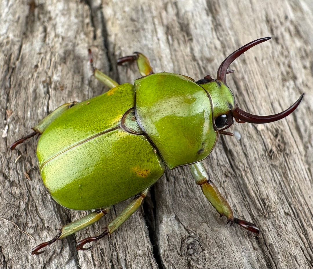 【WD】《ドヘルティクワガタコガネ Free ペア》①