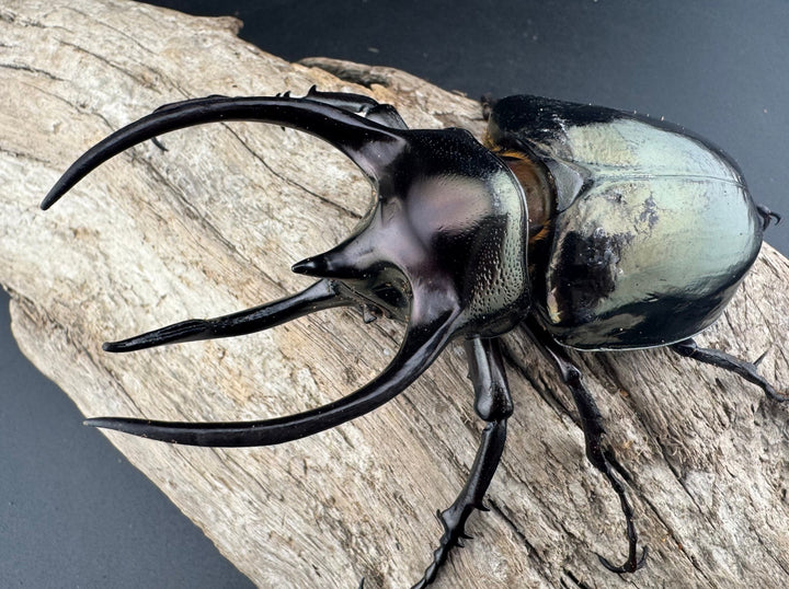 【WD】《ミンダナオアトラスオオカブト マラグサン産 93mm ペア》