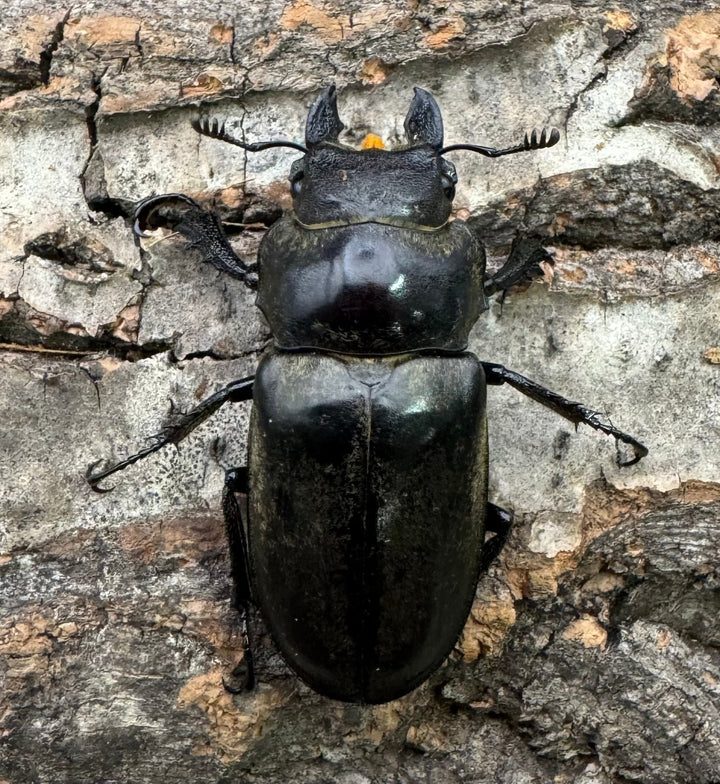 【WD】《クラーツミヤマ原名亜種 48mm ペア》