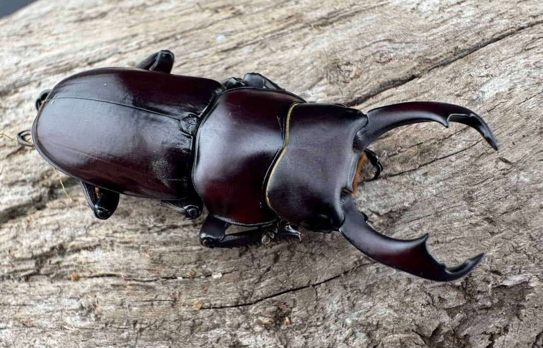 【WD】《ウォードコクワ チベット産 44mm ペア》