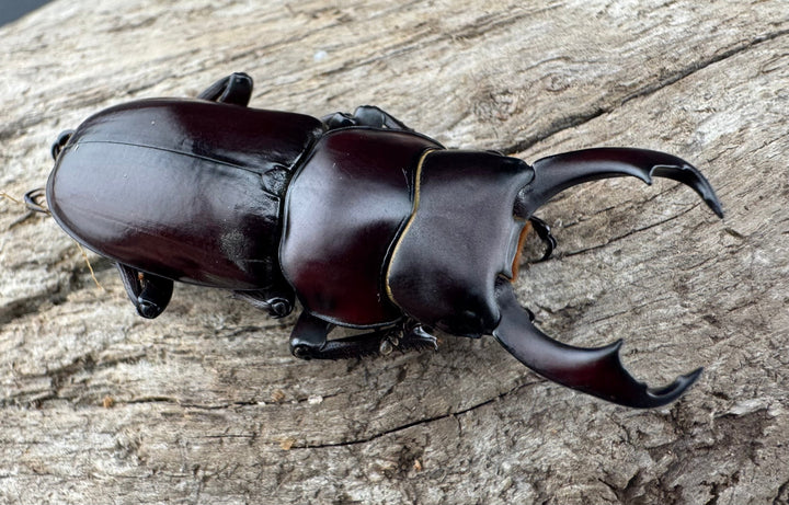 【WD】《ウォードコクワ チベット産 44mm ペア》