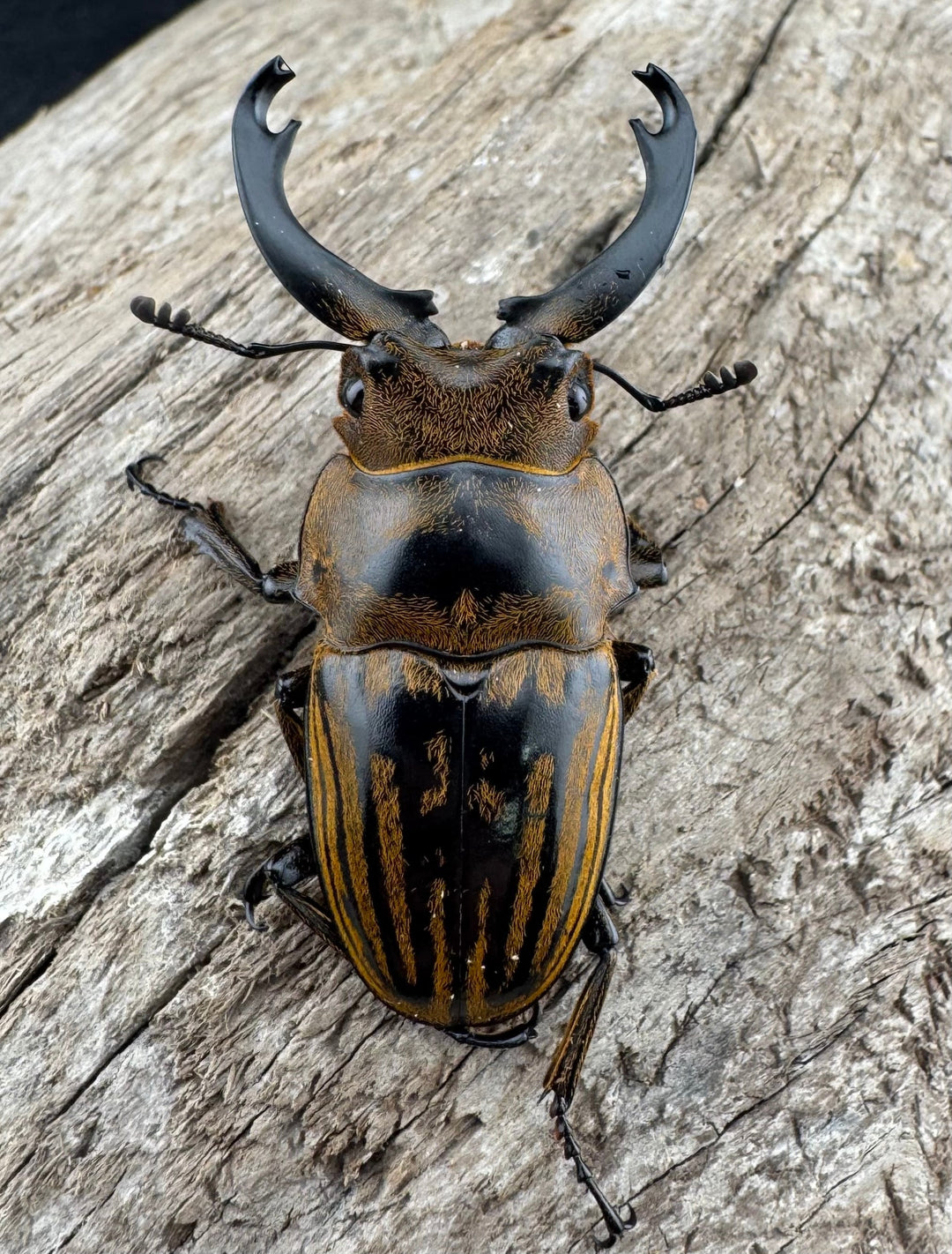 【WD】《ストリアータツヤクワガタ 43.5mm ペア》