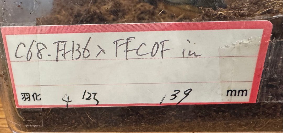 即ブリ《ヘラクレス・ヘラクレス 優良血統 139mm ペア》