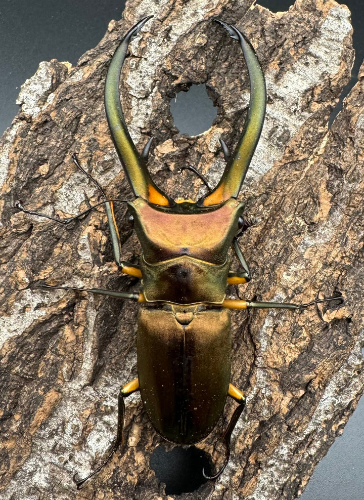 【WD】《エラフスホソアカクワガタ 94mm ペア》