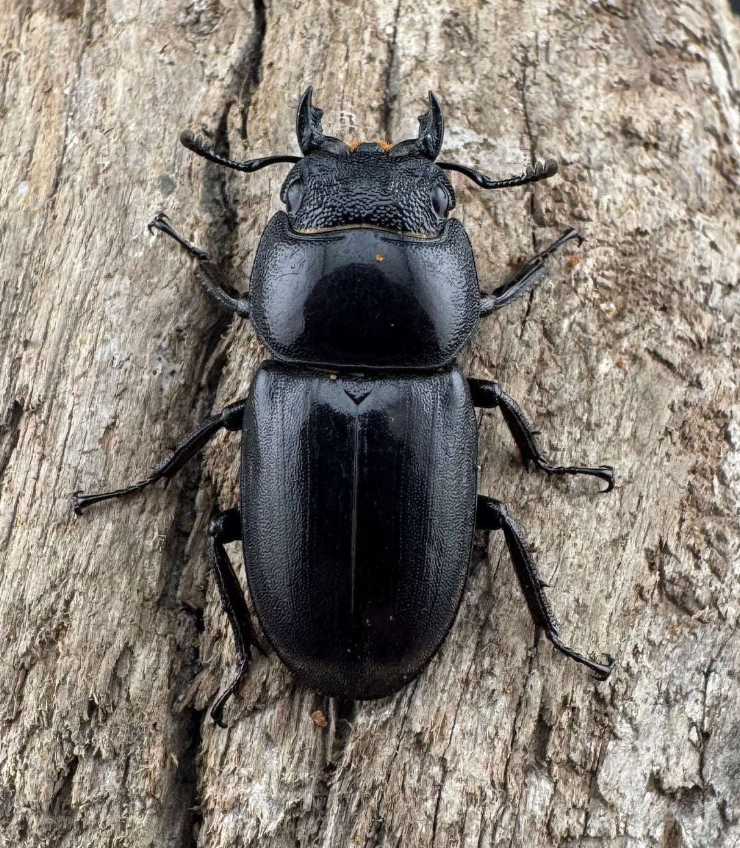 【WD】《ベトナムヒラタ 海南省産 71mm ペア》