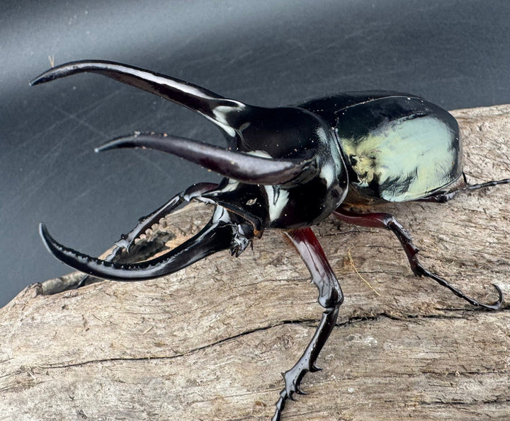 【WD】《アトラスオオカブト原名亜種 パロロ パル産 87mm ペア》