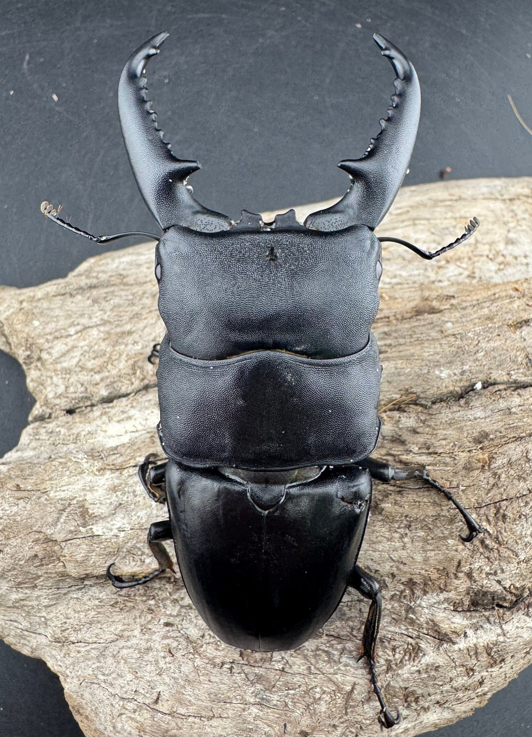 【WD】《パラワンオオヒラタ バタラザ産 92mm ペア》