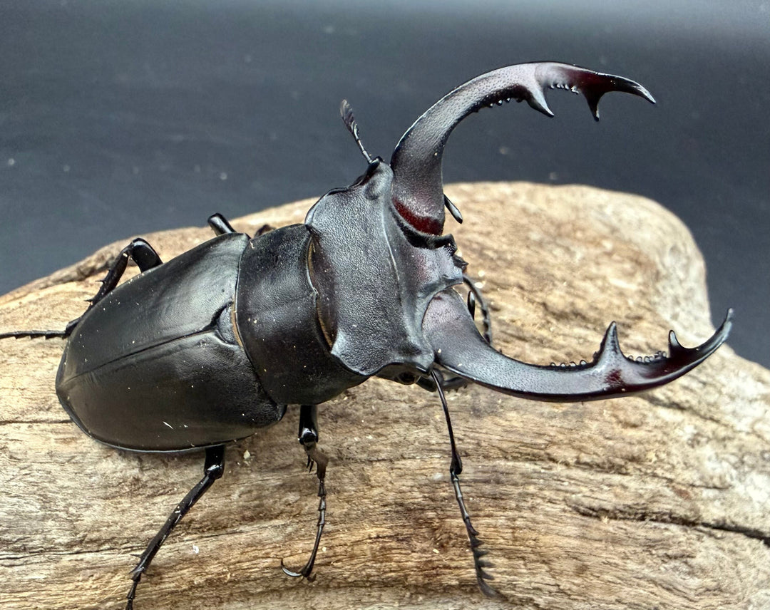 【WF3】《アクベシアヌスミヤマ 66mm ♂♀♀トリオ》