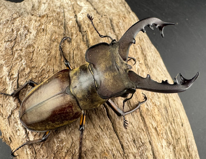 【WD】《ミヤマクワガタ 胆振地方産 67mm ペア》