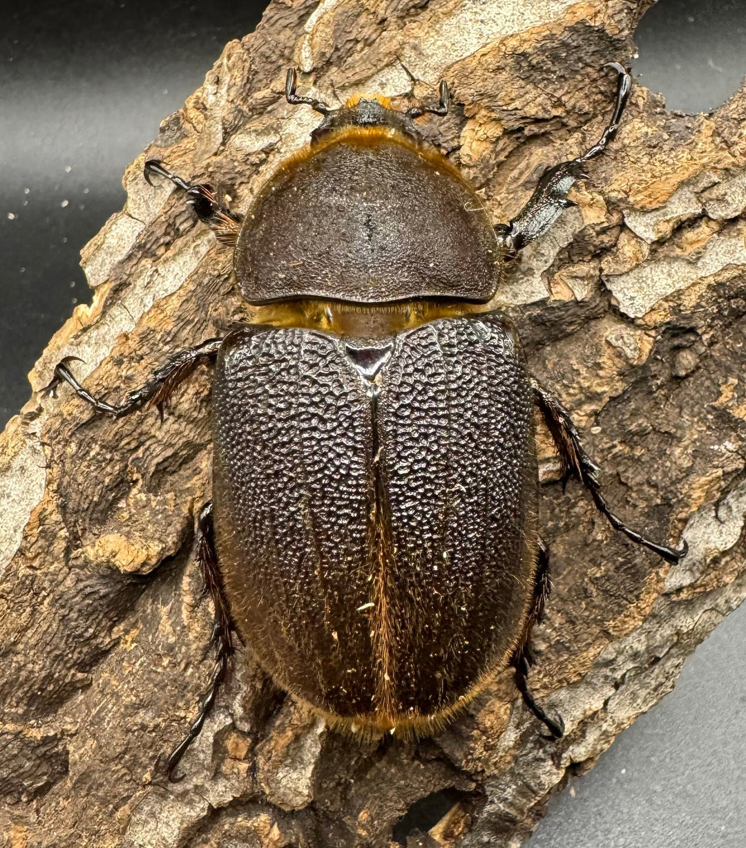 《ヘラクレス・ヘラクレス 122mm ペア》