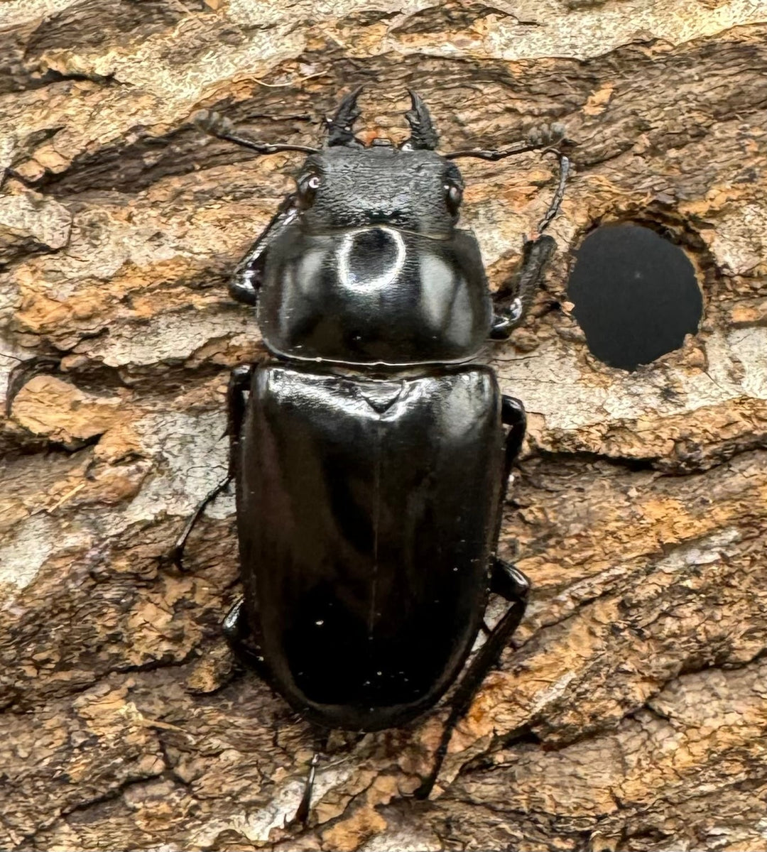 【WD】《ギラファノコギリ亜種ボロブドゥール 90.5mm ペア》