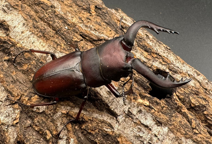 【WF1】《本土ノコギリクワガタ 八王子産 56.5mm ペア》