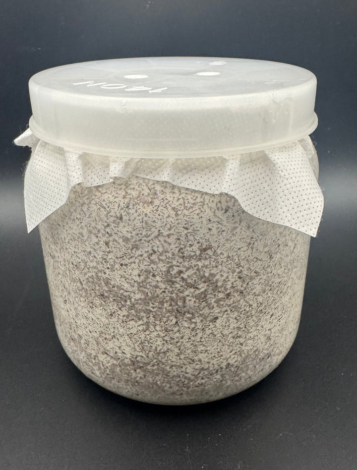 【暁】カンタケ（晩生ヒラタケ）1400cc