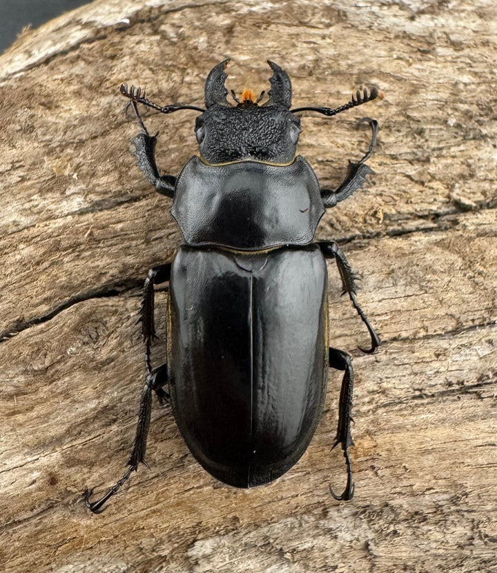 【WD】《チェンミヤマ メトク産 54.5mm ペア》