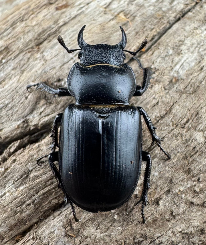 【WD】《デンティクルスゲンシミヤマ 19.5mm ♀単》