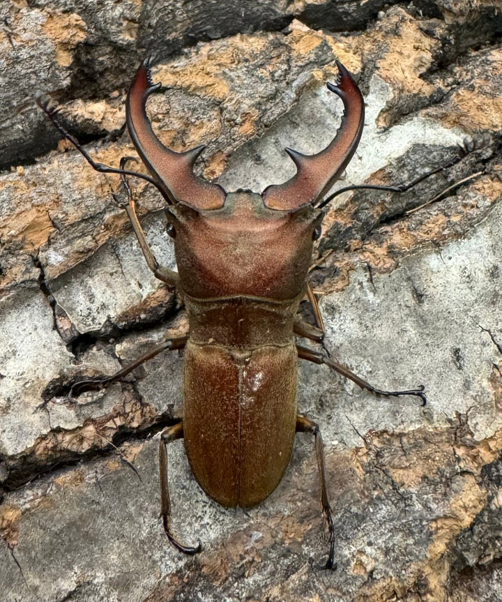 【WD】《スズムラホソアカ ロハス産 40.8mm ペア》