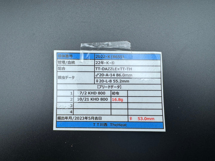 《オオクワガタ TT川西血統 53mm ♀単》ヒート氏ブリード個体