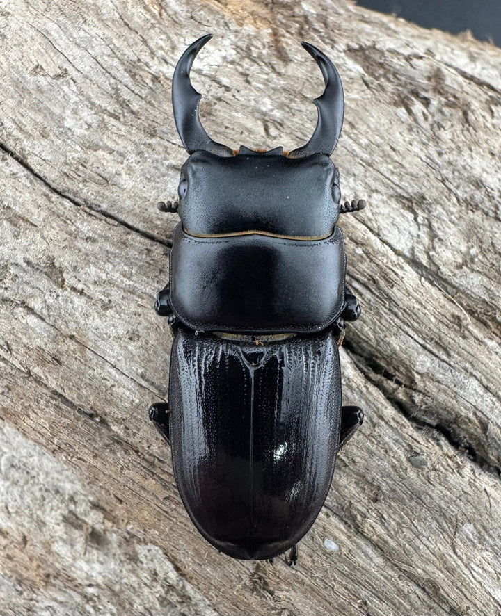 【WD】《ドルクス ラエビドルシス 四川省産 37mm ペア》