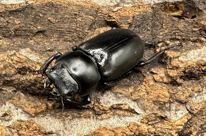 【WD】《ドルクス タオ 29mm ペア》