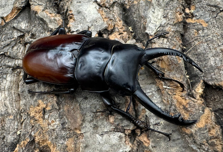 【WF1】《アローコクワ亜種リエン 65mm B品ペア》Moro氏ブリード個体