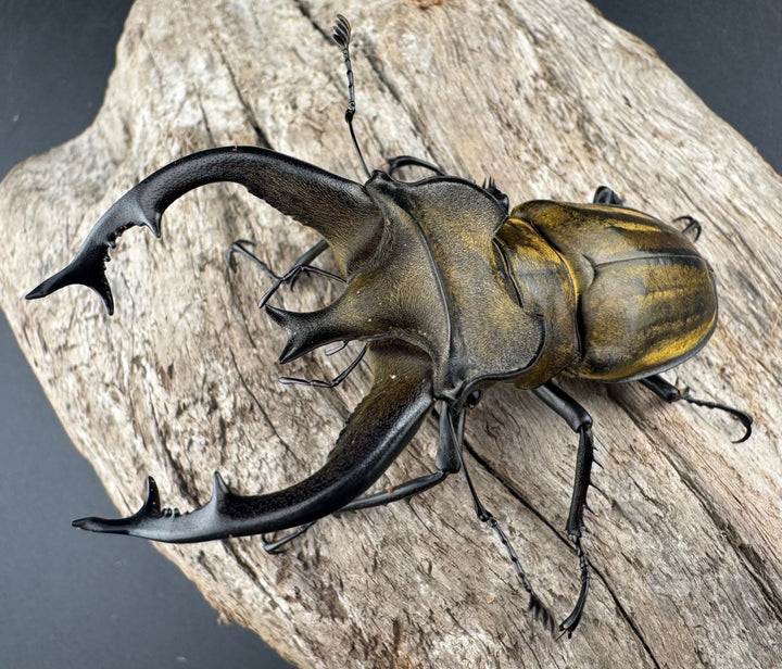 【WD】《フルキフェルミヤマ 75.5mm ペア》