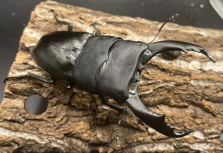 【WD】大型《北カマリネスヒラタ 93mm ペア》