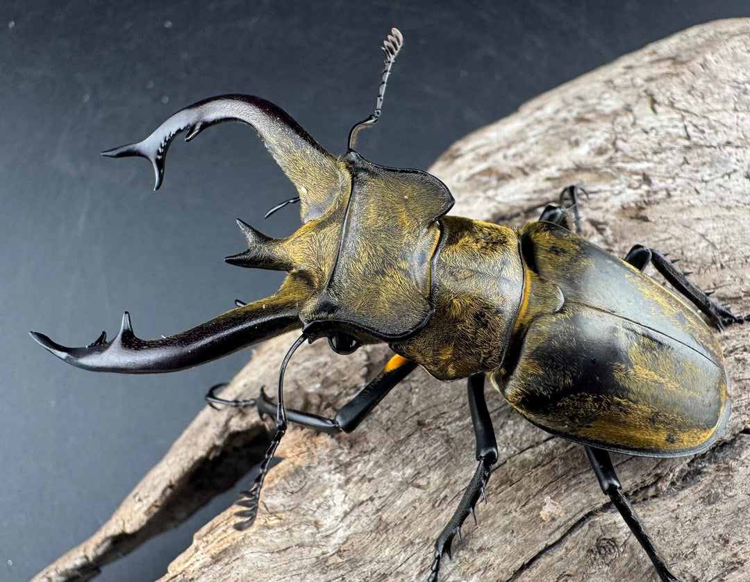 【WD】《フルキフェルミヤマ 68mm ペア》