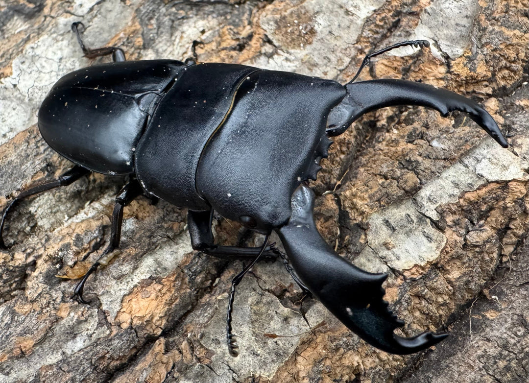 【WD】《西ペレンオオヒラタ（スラウェシオオヒラタクワガタ） 79mm ペア》